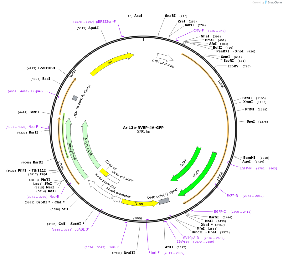 221161-plasmid-map-sequence-id-493800