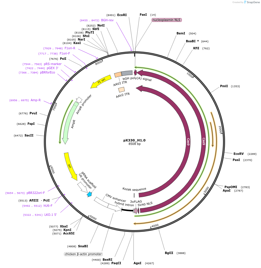 247482-plasmid-map-sequence-id-493803