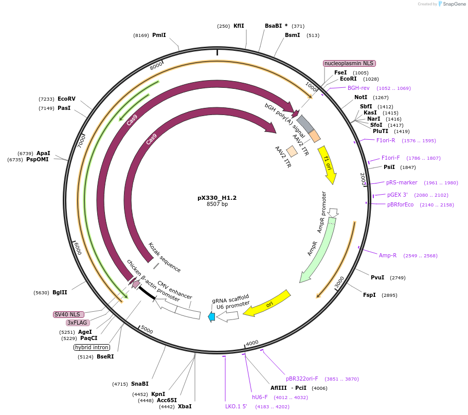 247480-plasmid-map-sequence-id-493804