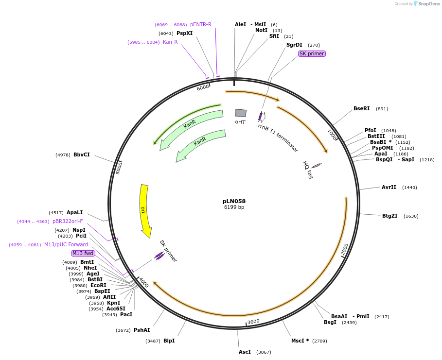 247316-plasmid-map-sequence-id-493812