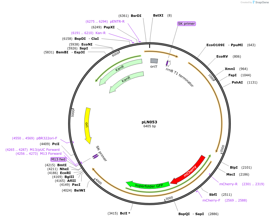 247313-plasmid-map-sequence-id-493816