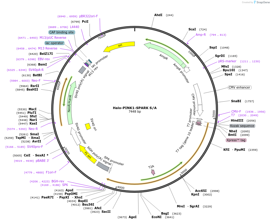 248089-plasmid-map-sequence-id-493921