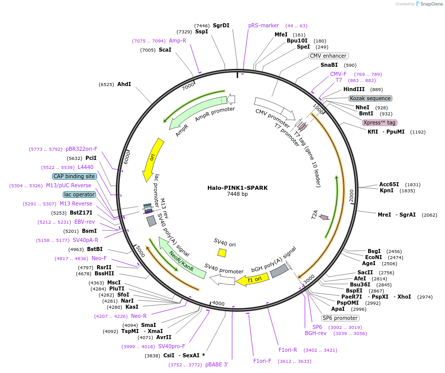 248088-plasmid-map-sequence-id-493924