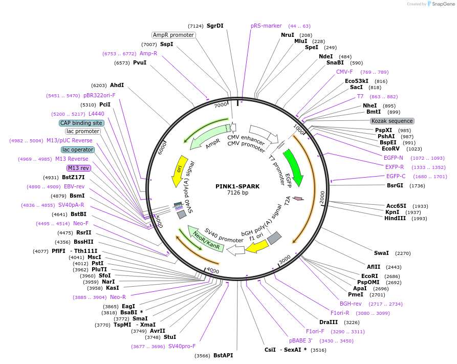 248086-plasmid-map-sequence-id-493927