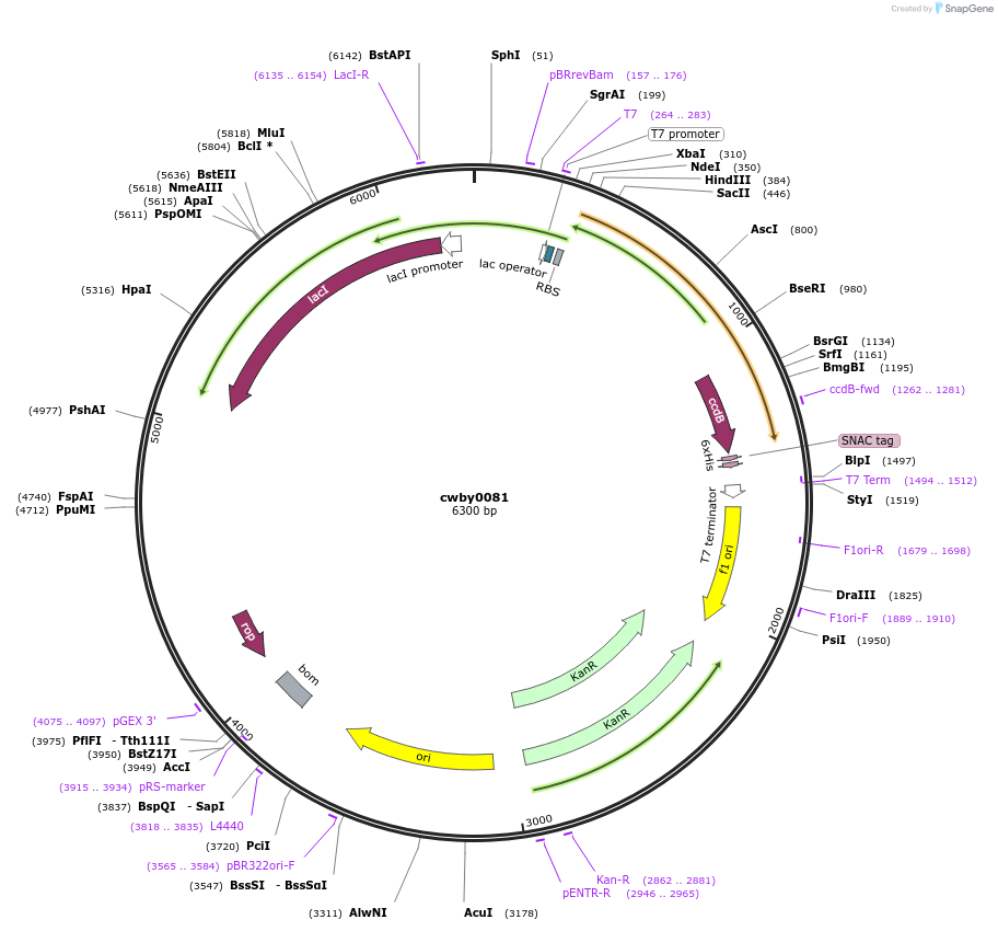 247431-plasmid-map-sequence-id-493929