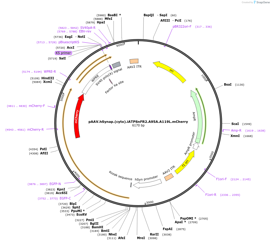 244920-plasmid-map-sequence-id-493939