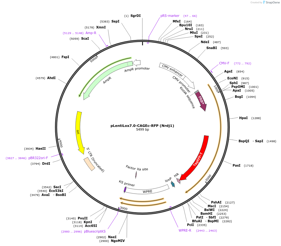 241402-plasmid-map-sequence-id-493941