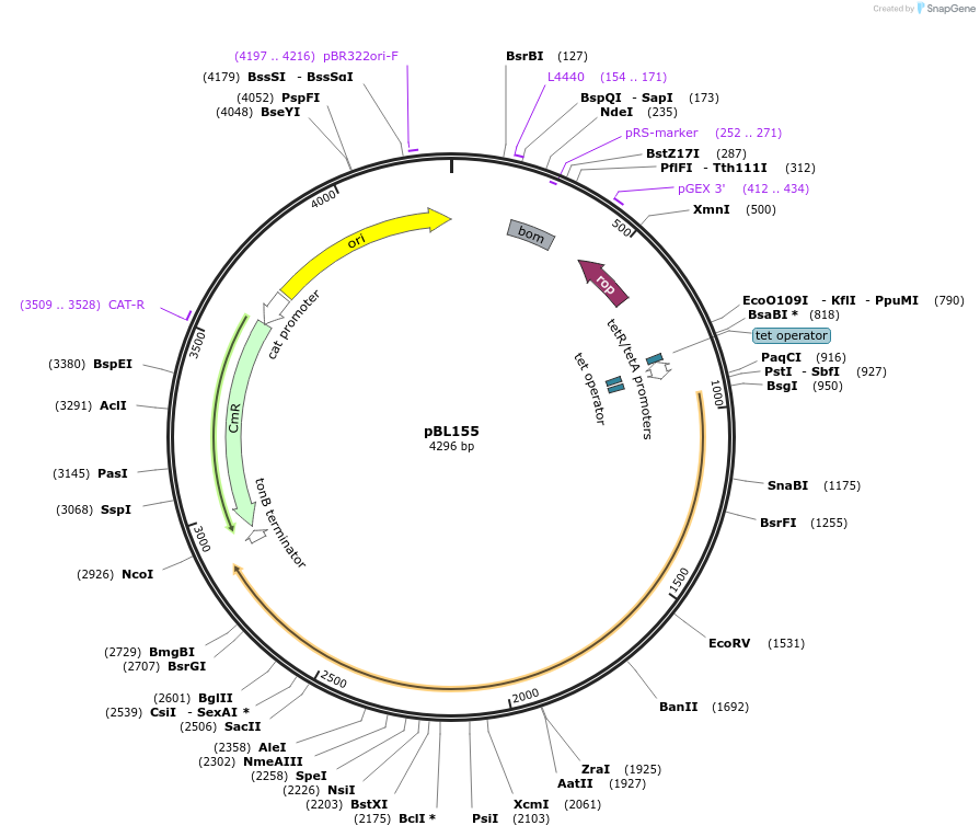 246591-plasmid-map-sequence-id-493992