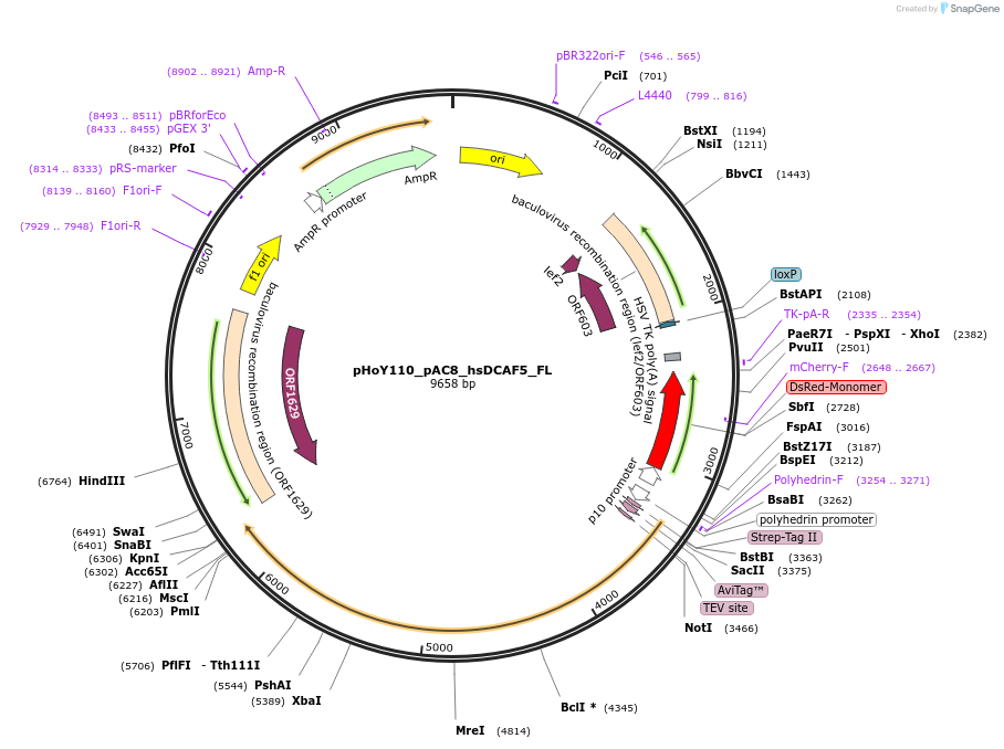 249183-plasmid-map-sequence-id-494099