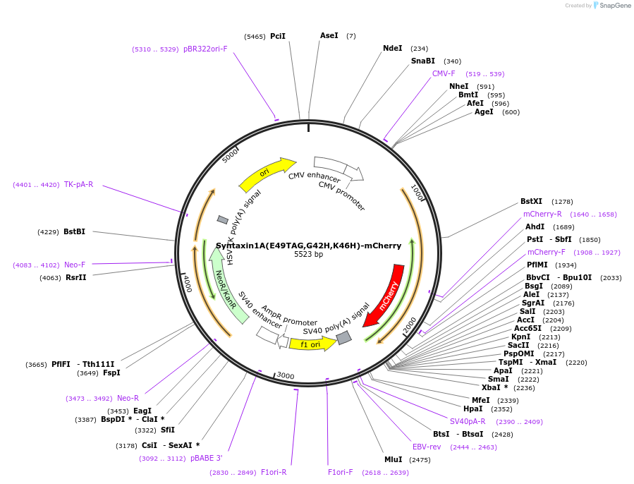 241292-plasmid-map-sequence-id-494101