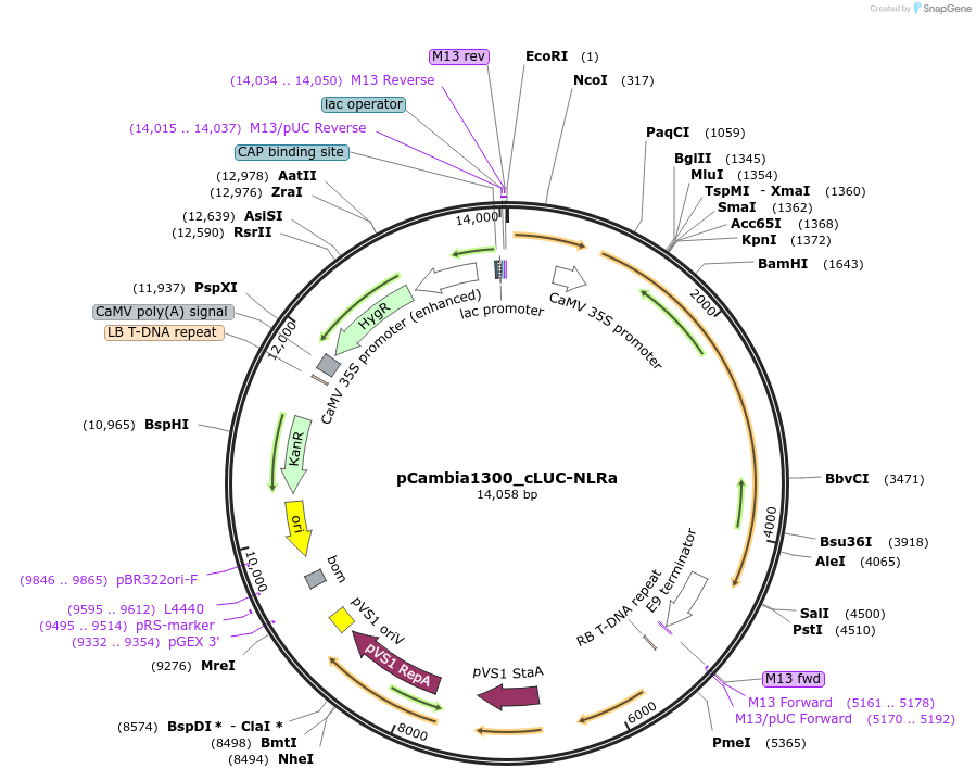 233526-plasmid-map-sequence-id-494103