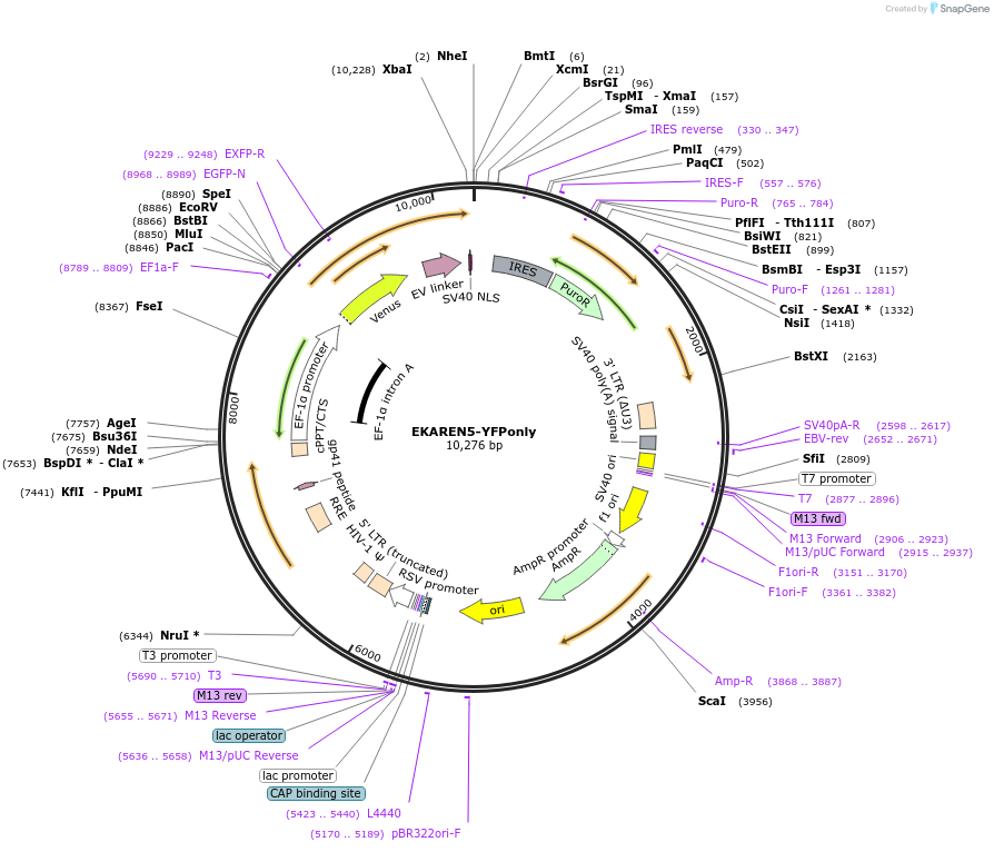 246760-plasmid-map-sequence-id-494104