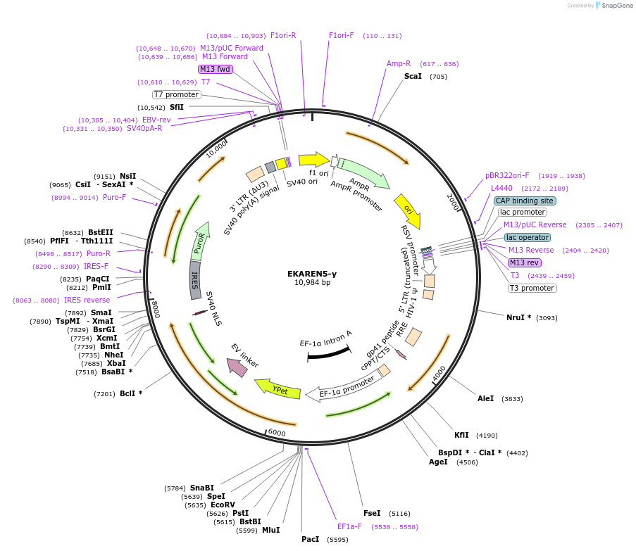 246762-plasmid-map-sequence-id-494105