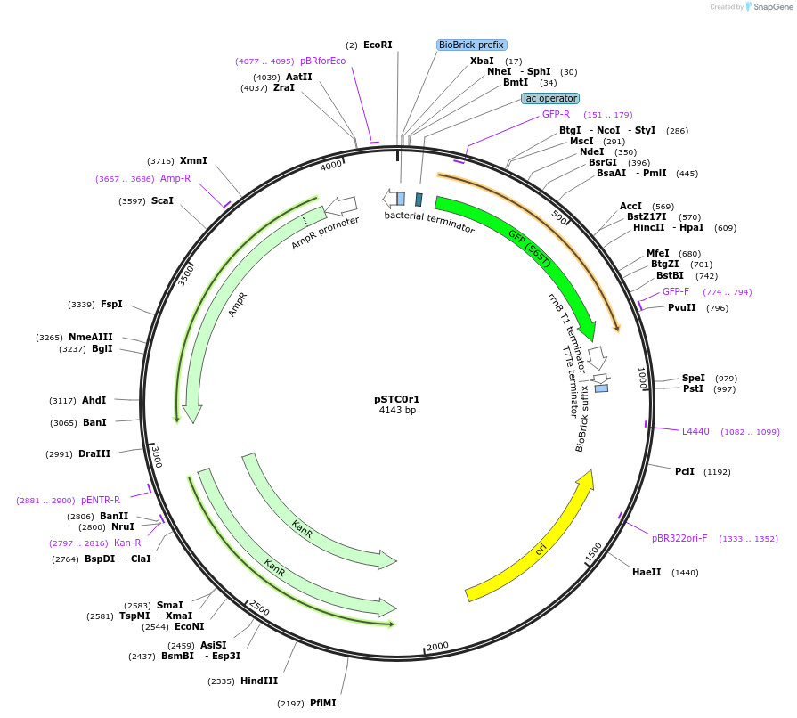 39242-plasmid-map-sequence-id-49411
