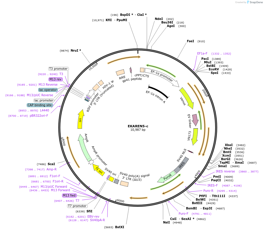 246761-plasmid-map-sequence-id-494126