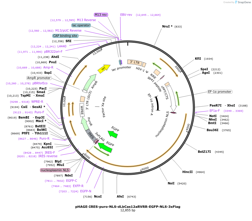 236365-plasmid-map-sequence-id-494127