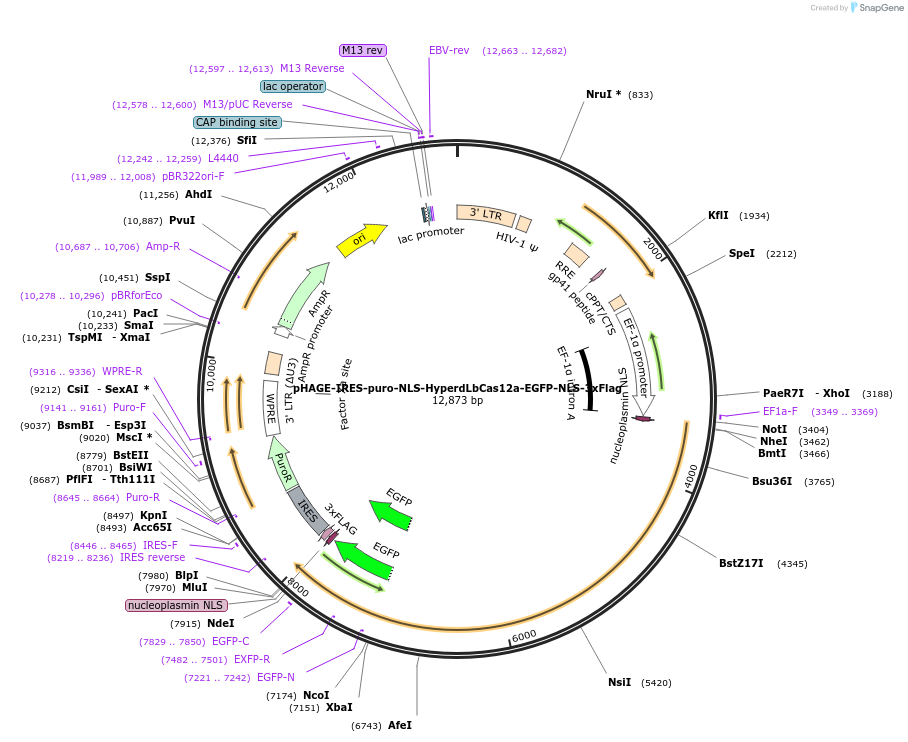 236367-plasmid-map-sequence-id-494128