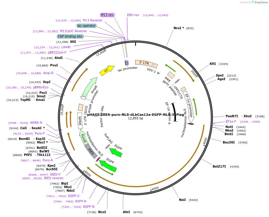 236364-plasmid-map-sequence-id-494130
