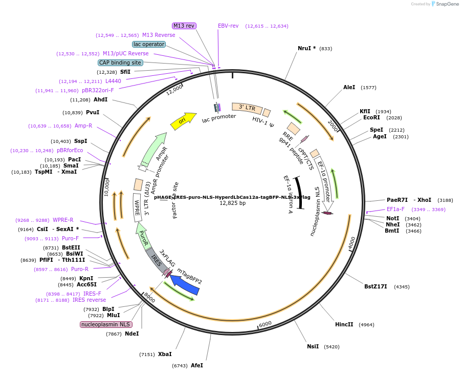 236385-plasmid-map-sequence-id-494131