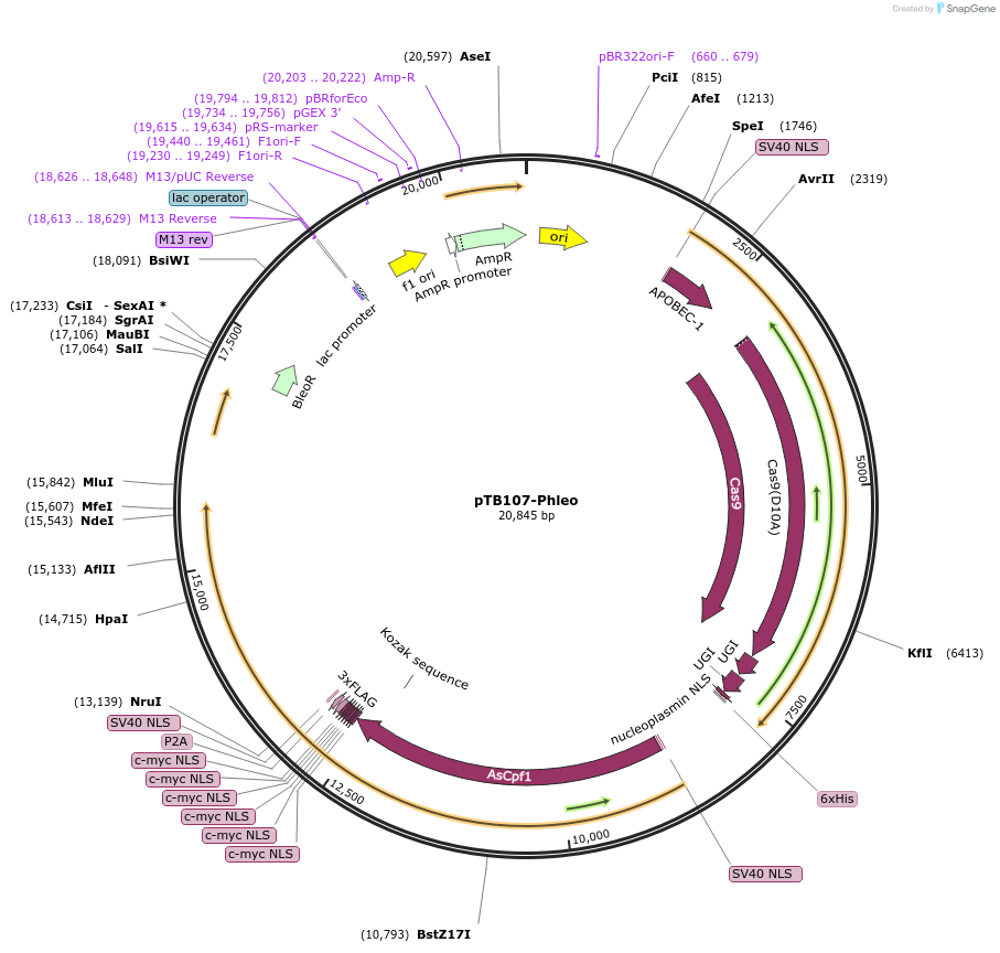 236782-plasmid-map-sequence-id-494137