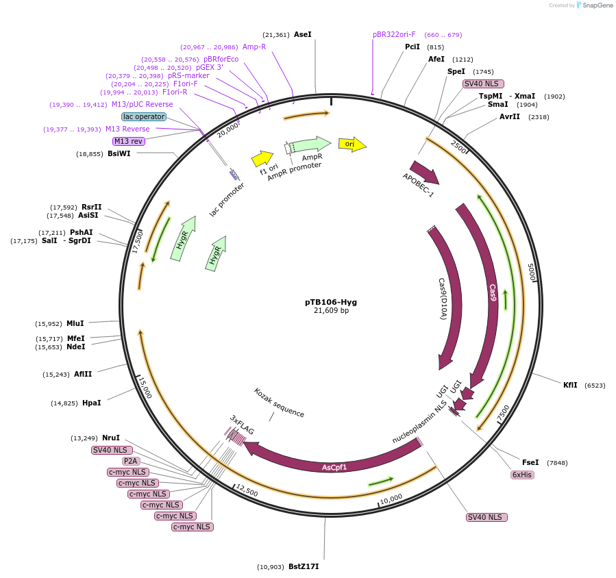 236779-plasmid-map-sequence-id-494138