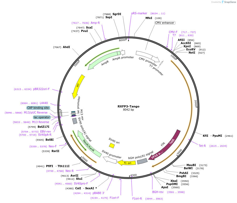 66494-plasmid-map-sequence-id-494151