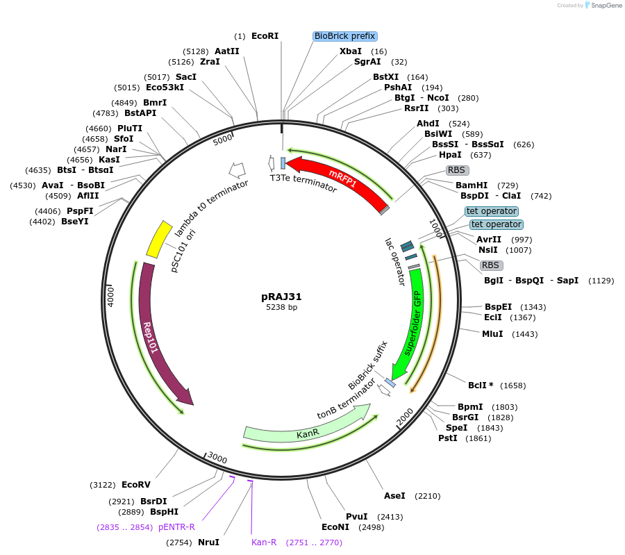 39255-plasmid-map-sequence-id-49420