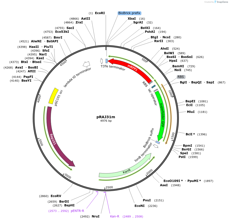 39256-plasmid-map-sequence-id-49421