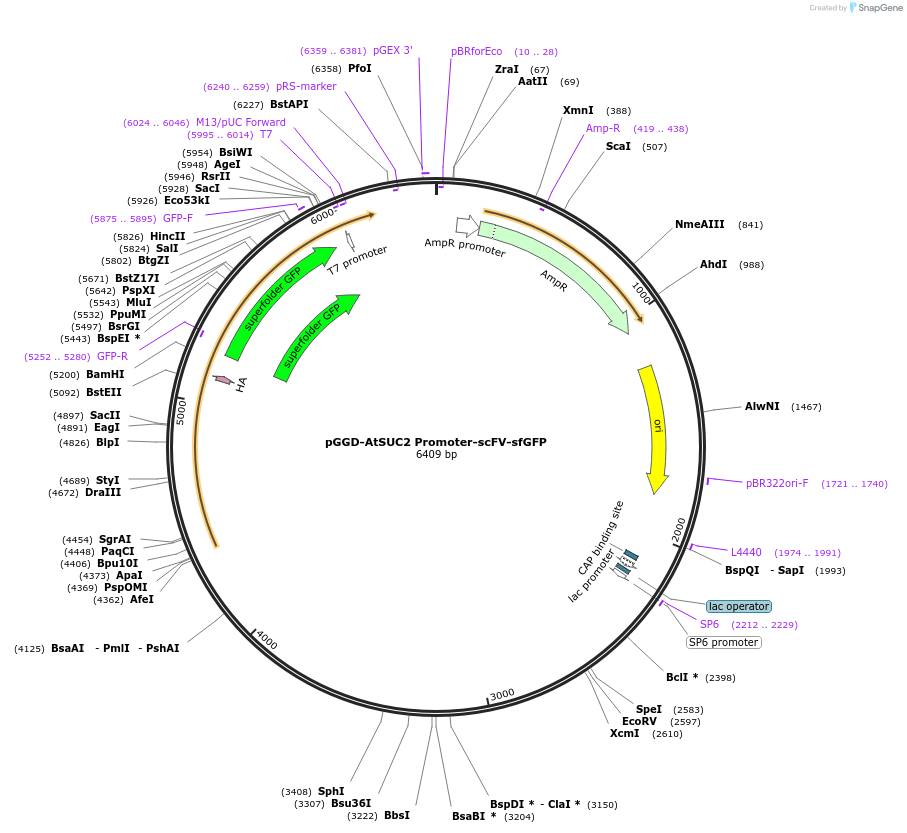 246801-plasmid-map-sequence-id-494245