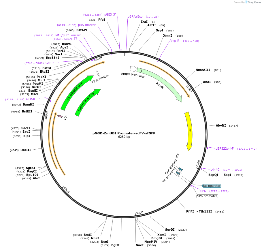246802-plasmid-map-sequence-id-494247