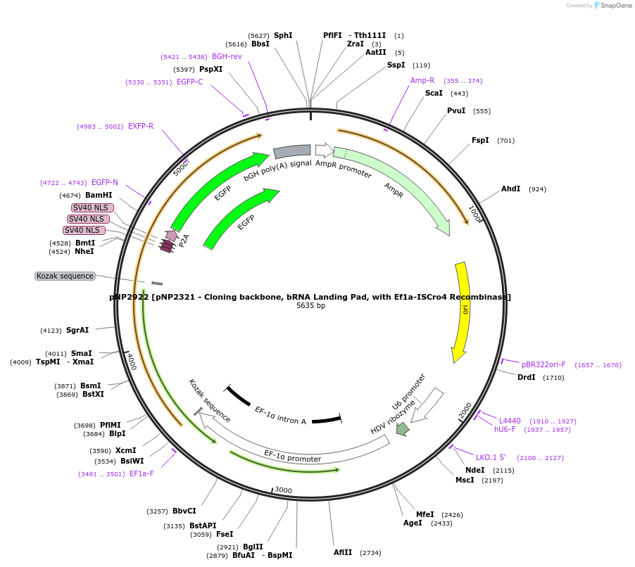 247255-plasmid-map-sequence-id-494249