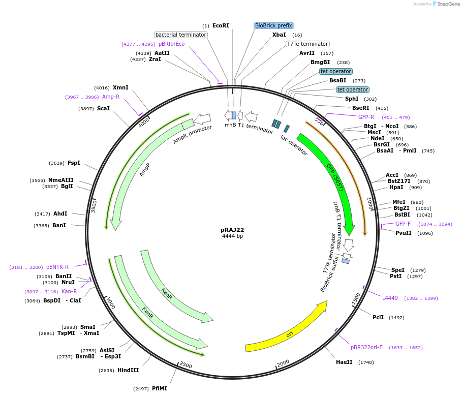39251-plasmid-map-sequence-id-49425