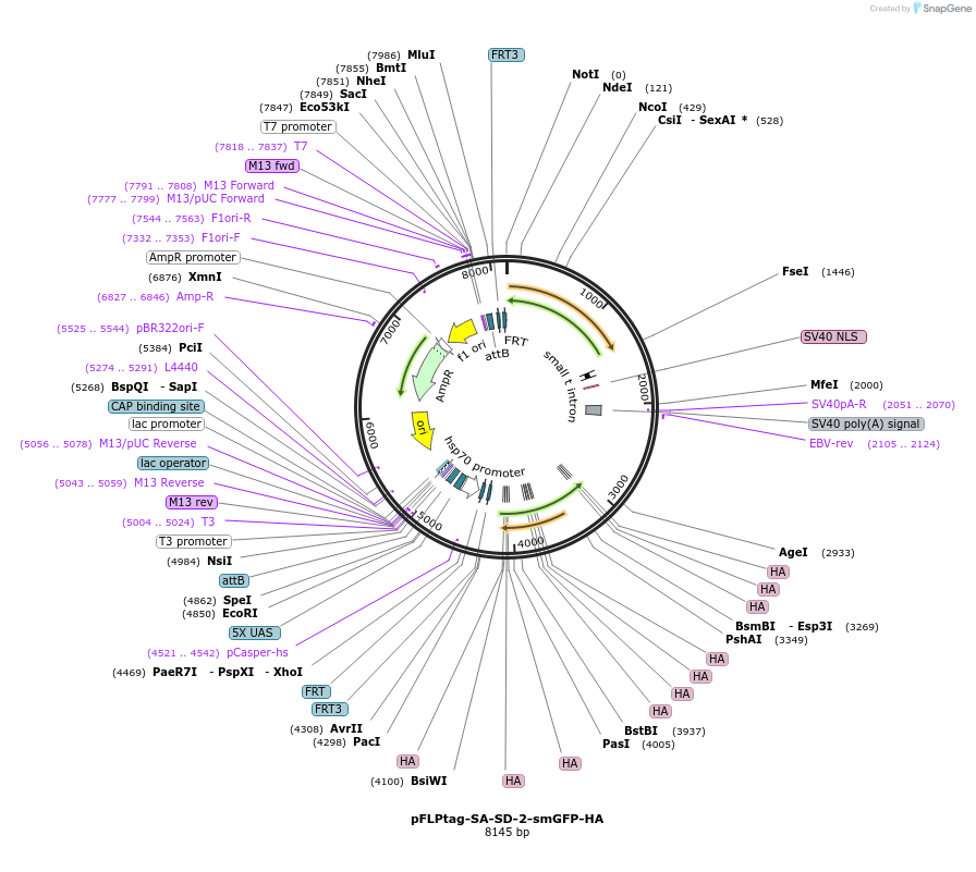 247948-plasmid-map-sequence-id-494250