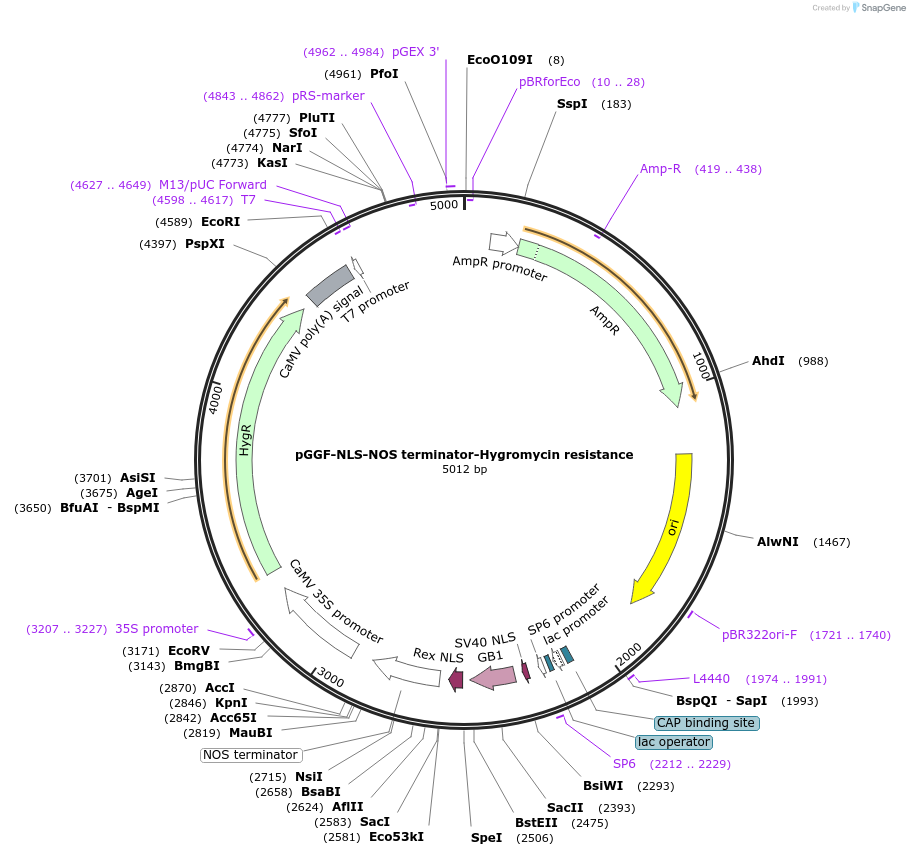 246819-plasmid-map-sequence-id-494251
