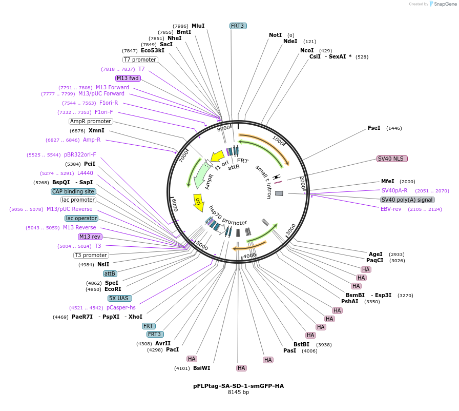 247946-plasmid-map-sequence-id-494252