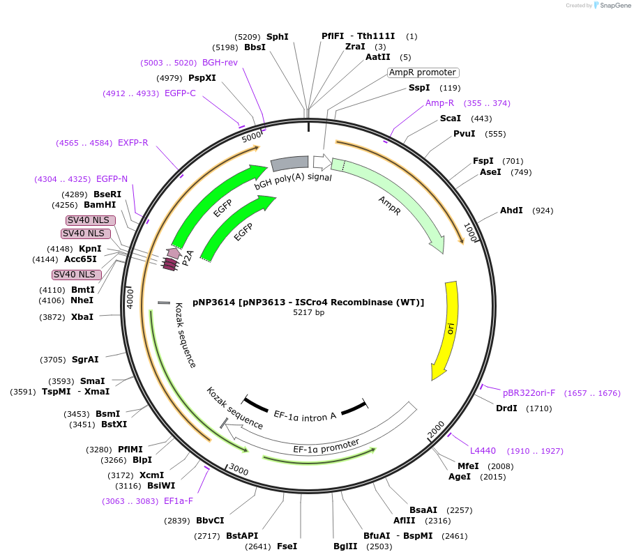 247265-plasmid-map-sequence-id-494253