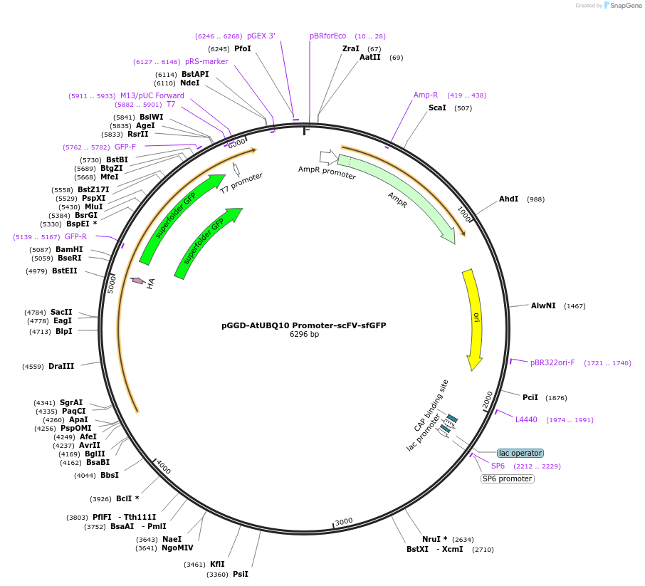 246803-plasmid-map-sequence-id-494254