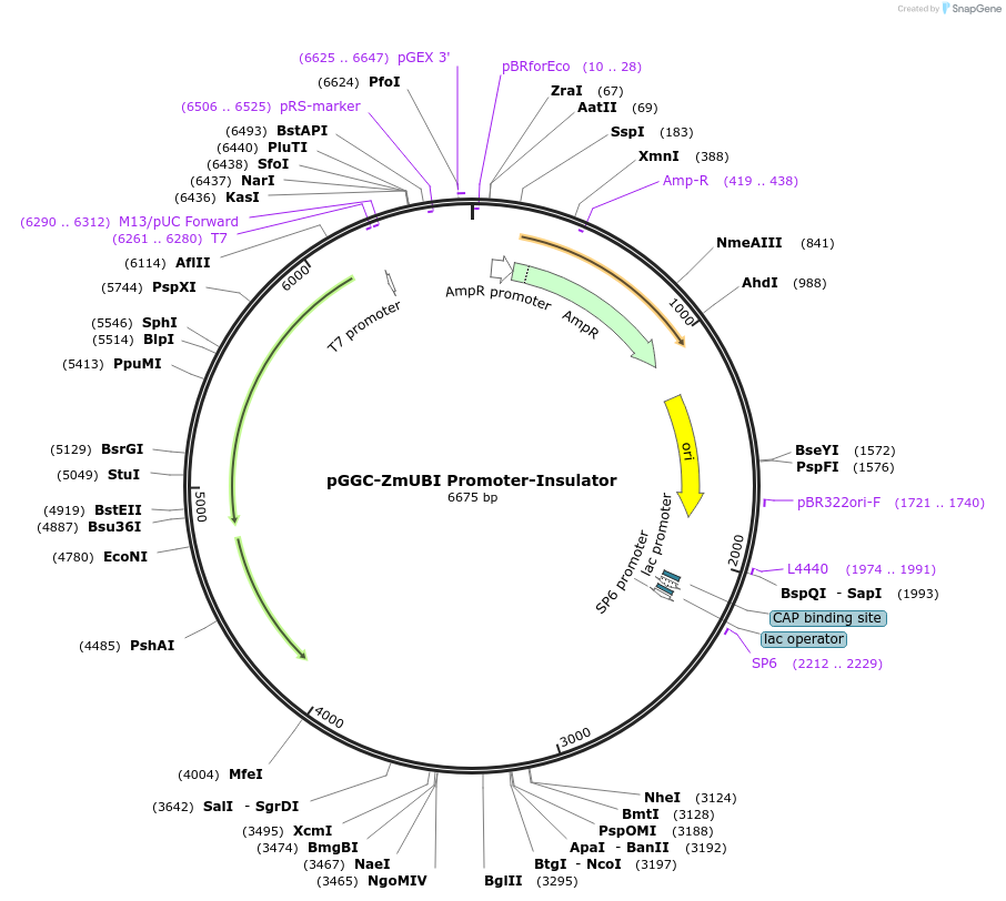 246800-plasmid-map-sequence-id-494255