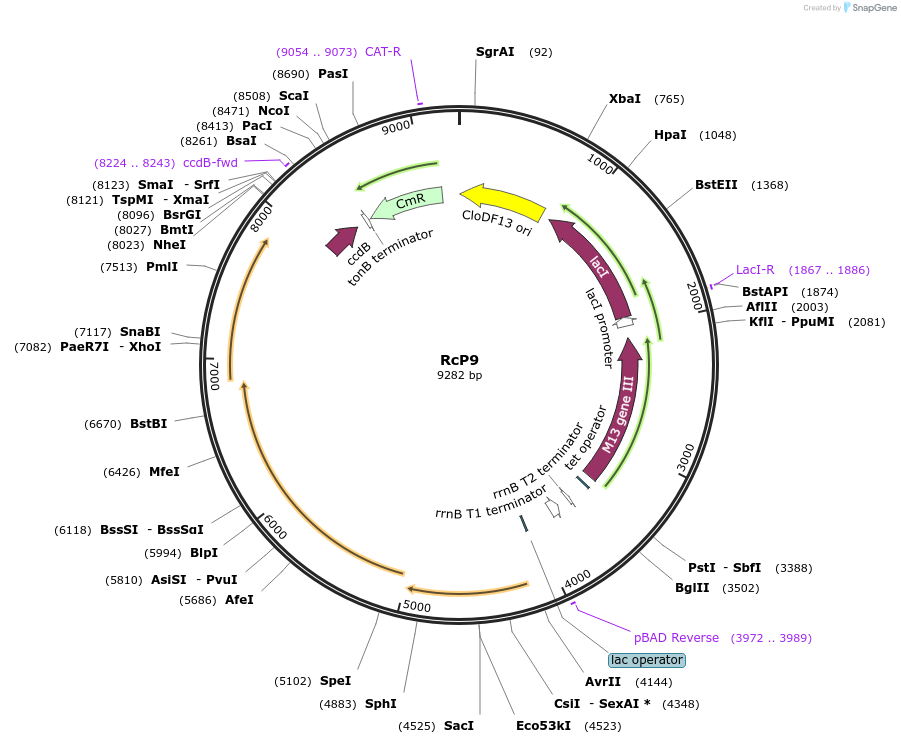 242157-plasmid-map-sequence-id-494263