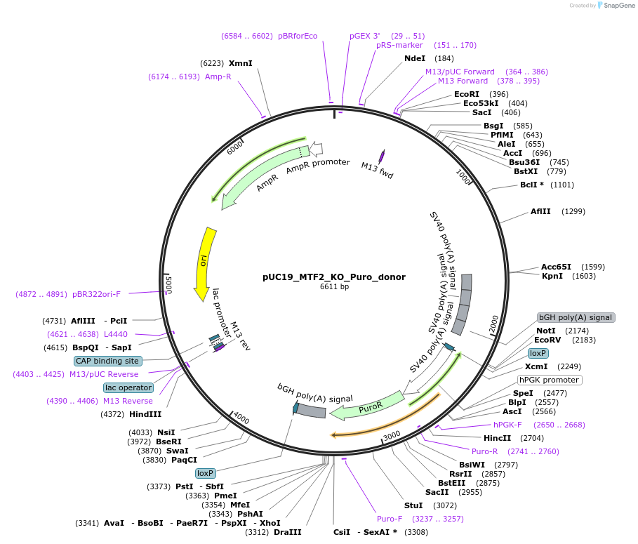 246393-plasmid-map-sequence-id-494265