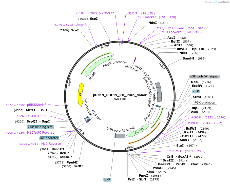 246401-plasmid-map-sequence-id-494266