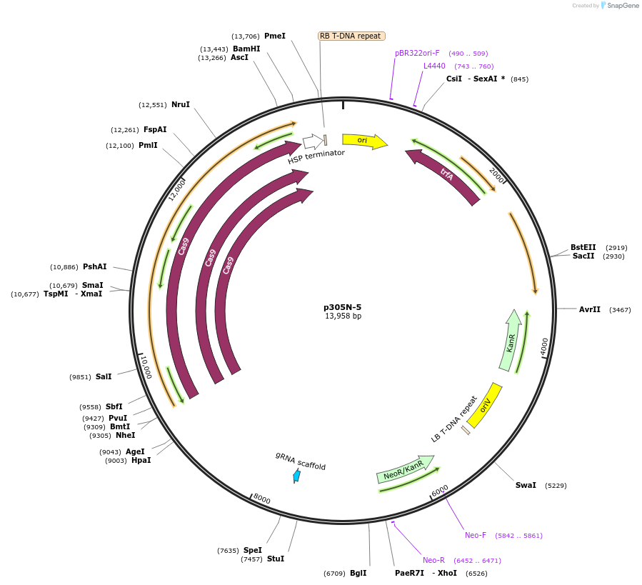 246288-plasmid-map-sequence-id-494268