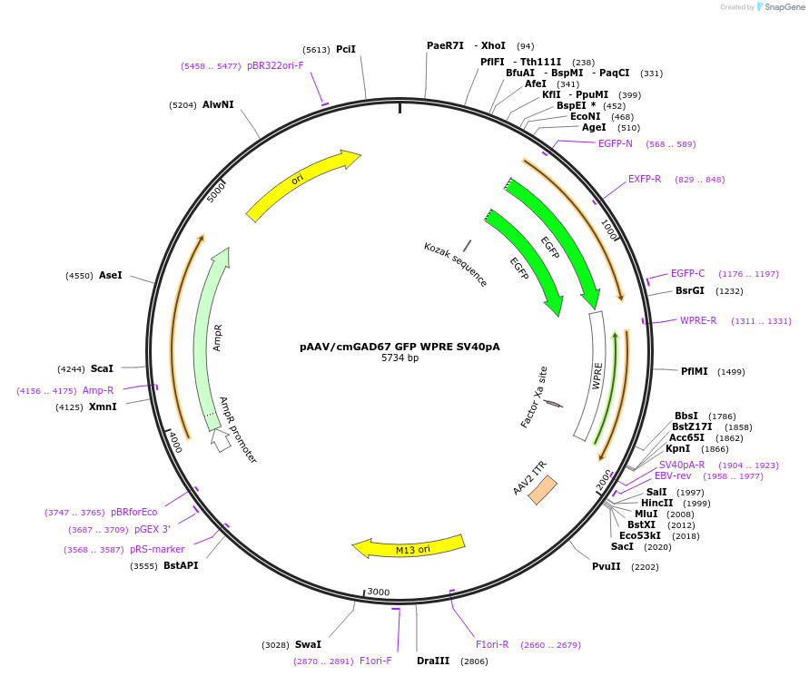 245935-plasmid-map-sequence-id-494271