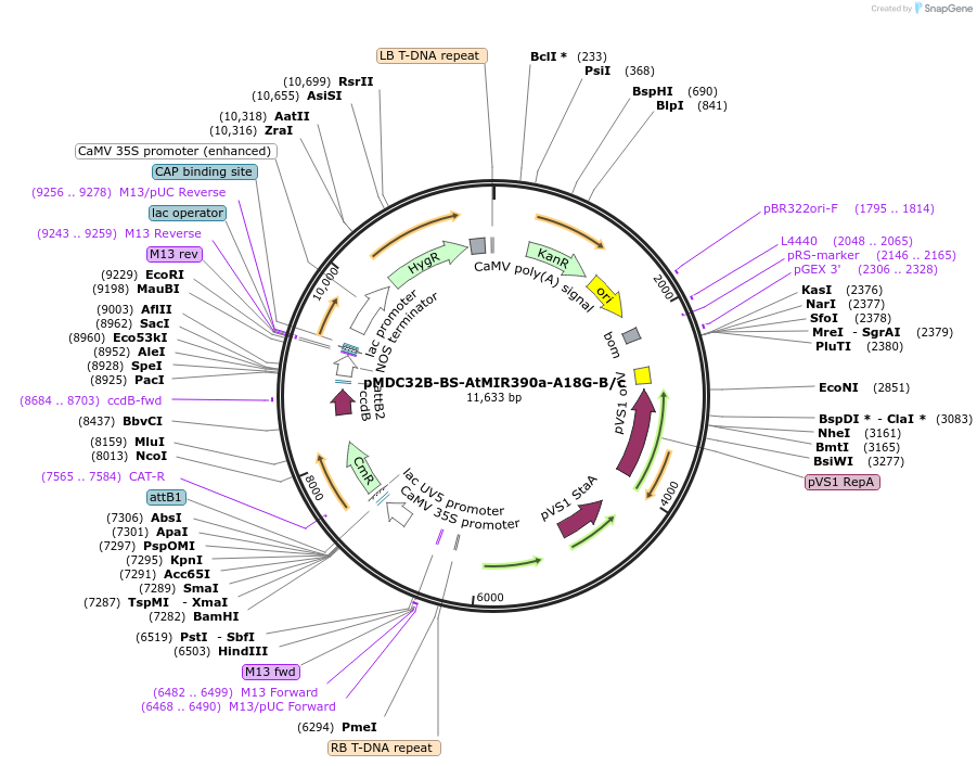 246716-plasmid-map-sequence-id-494273