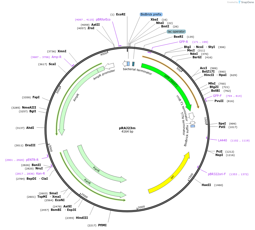 39254-plasmid-map-sequence-id-49428