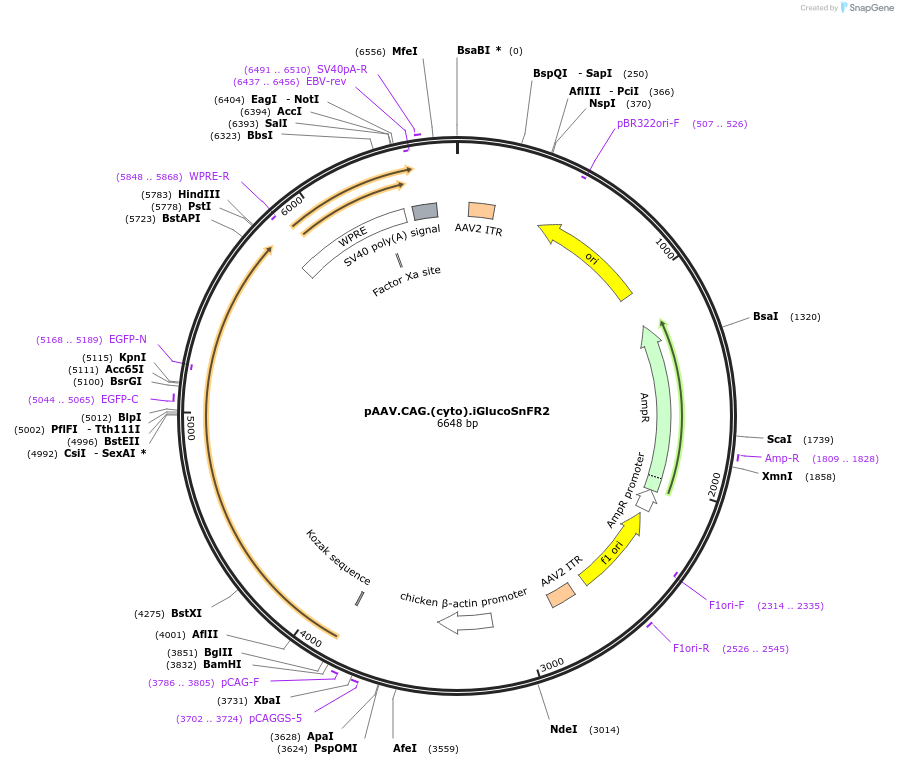 244110-plasmid-map-sequence-id-494280