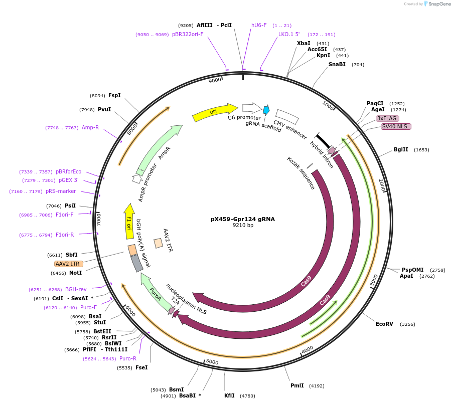 246547-plasmid-map-sequence-id-494281