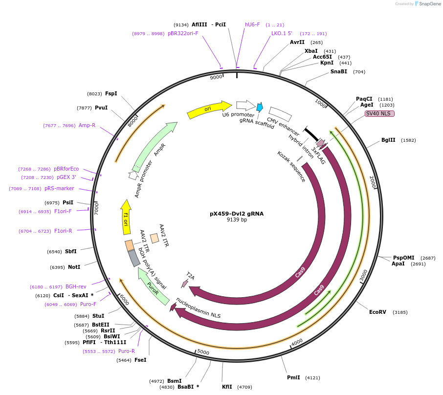 246556-plasmid-map-sequence-id-494282