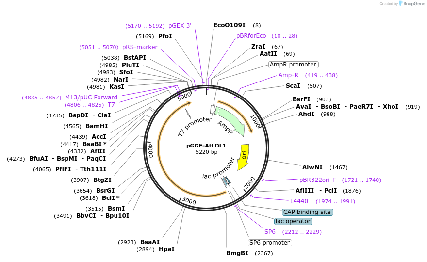 246812-plasmid-map-sequence-id-494294