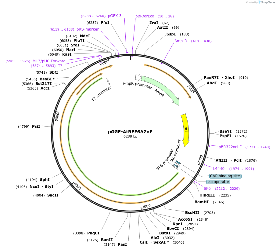 246815-plasmid-map-sequence-id-494295